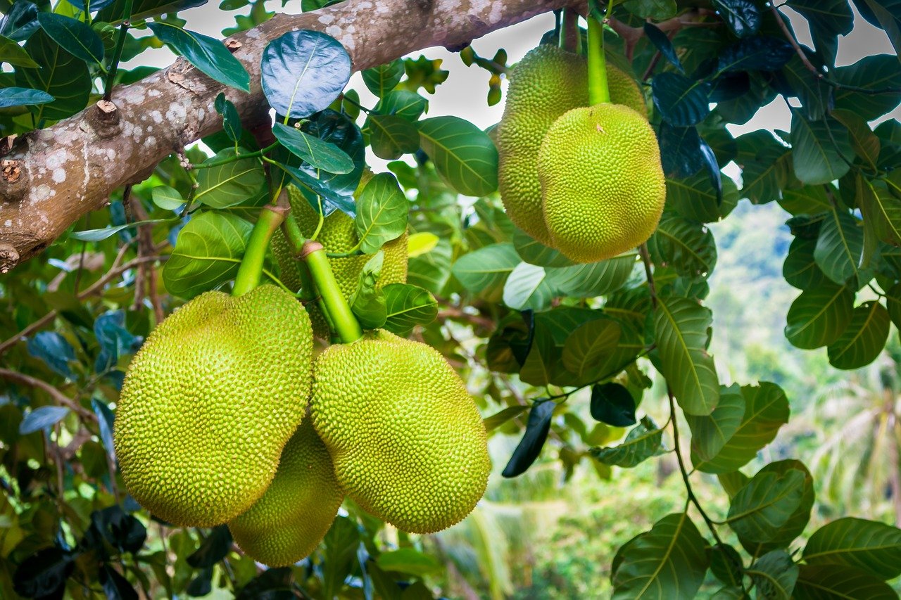 jackfruit flour may benefit type 2 diabetes patients