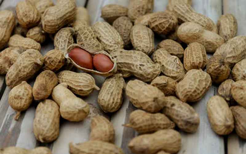 Frequent consumption of peanuts by cancer patients may increase cancer spread risk