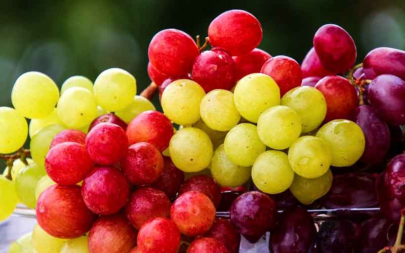 Grape consumption increases gut microbiome and reduce cholesterol metabolism