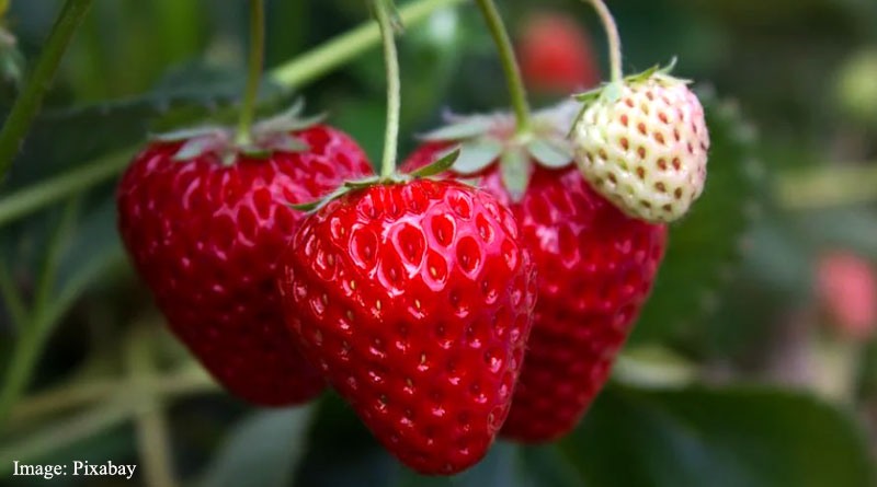 Higher intake of Strawberries pelargonidin may fend off Alzheimer's disease