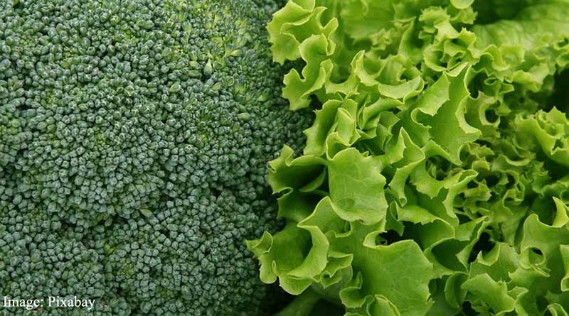 Dietary Vitamin K1 intake is associated with lower long-term fracture-related hospitalization risk