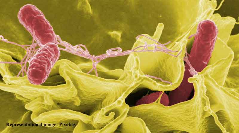 rise in potentially fatal bacterial Vibrio vulnificus infection