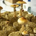 alt="Psychedelic drug therapy may benefit mental health"
