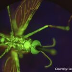 alt="New Malaria treatment"