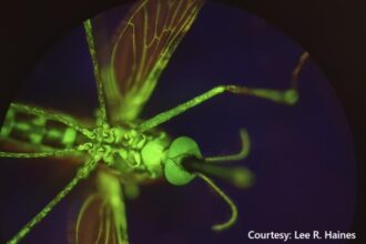 alt="New Malaria treatment"