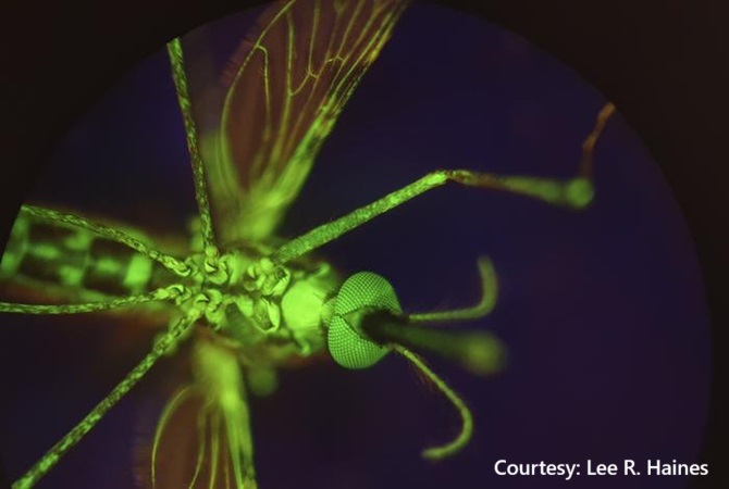 alt="New Malaria treatment"